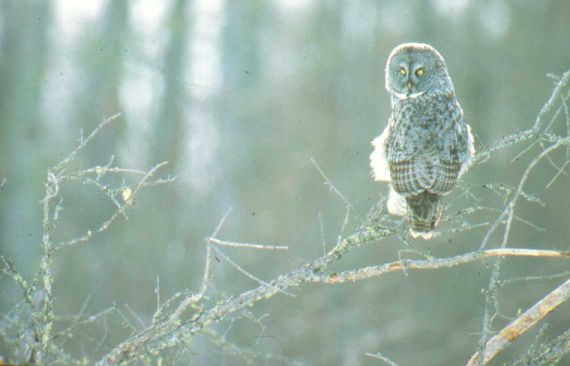 Great Gray Owl
